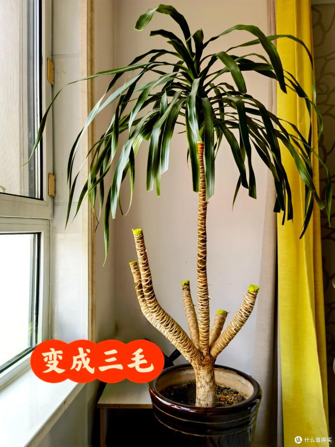 男子晒“养了7年的龙血树”,被咔嚓了,网友:何为手欠?这就是