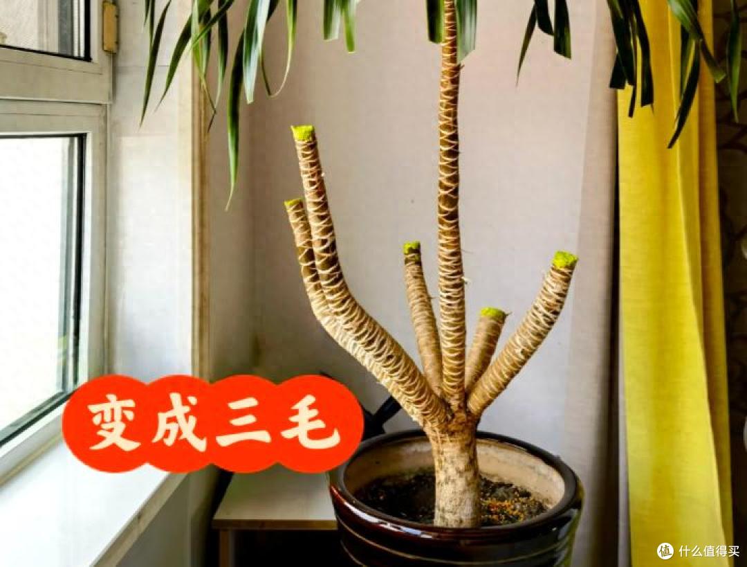 男子晒“养了7年的龙血树”,被咔嚓了,网友:何为手欠?这就是