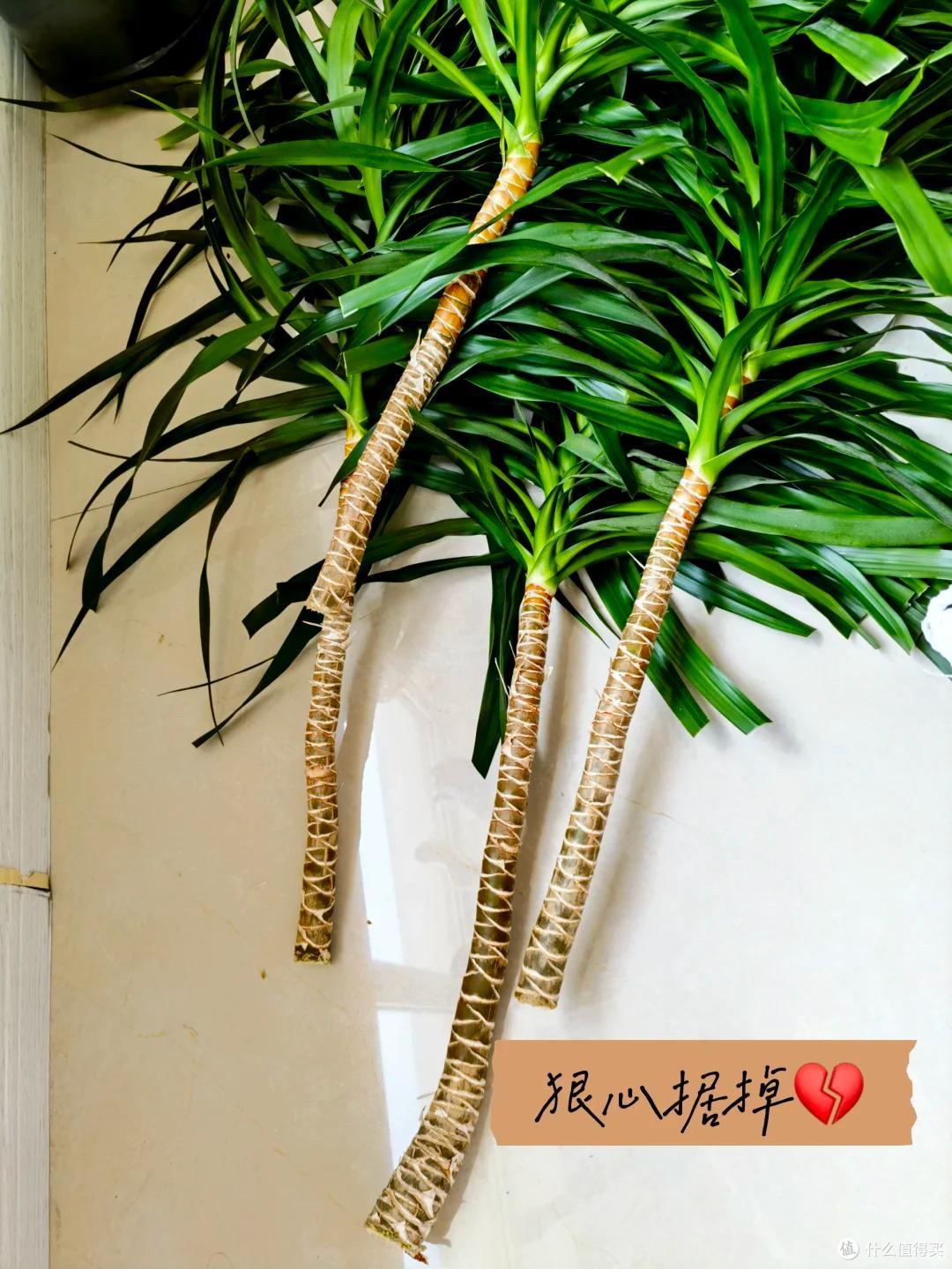 男子晒“养了7年的龙血树”,被咔嚓了,网友:何为手欠?这就是