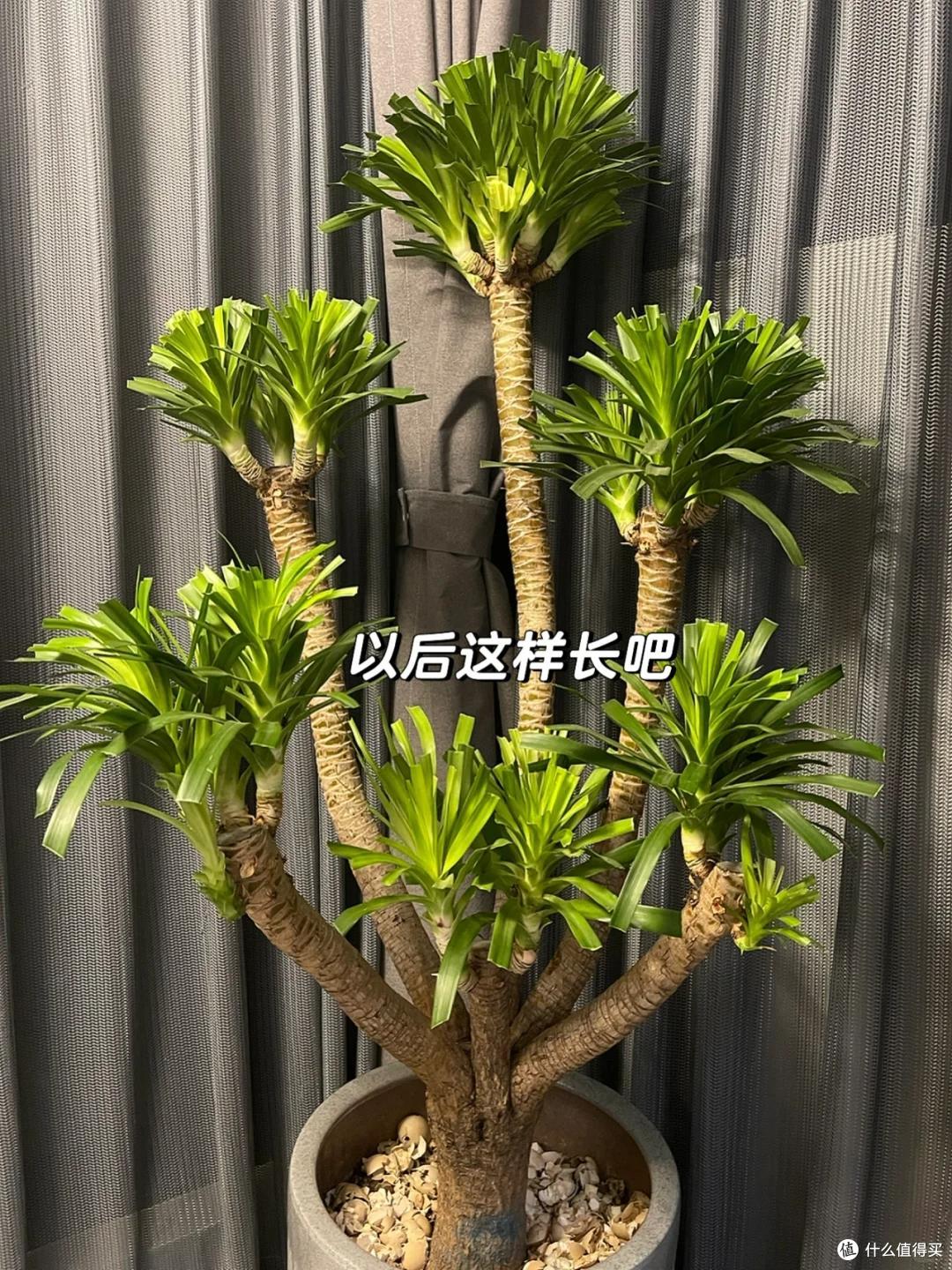 男子晒“养了7年的龙血树”,被咔嚓了,网友:何为手欠?这就是