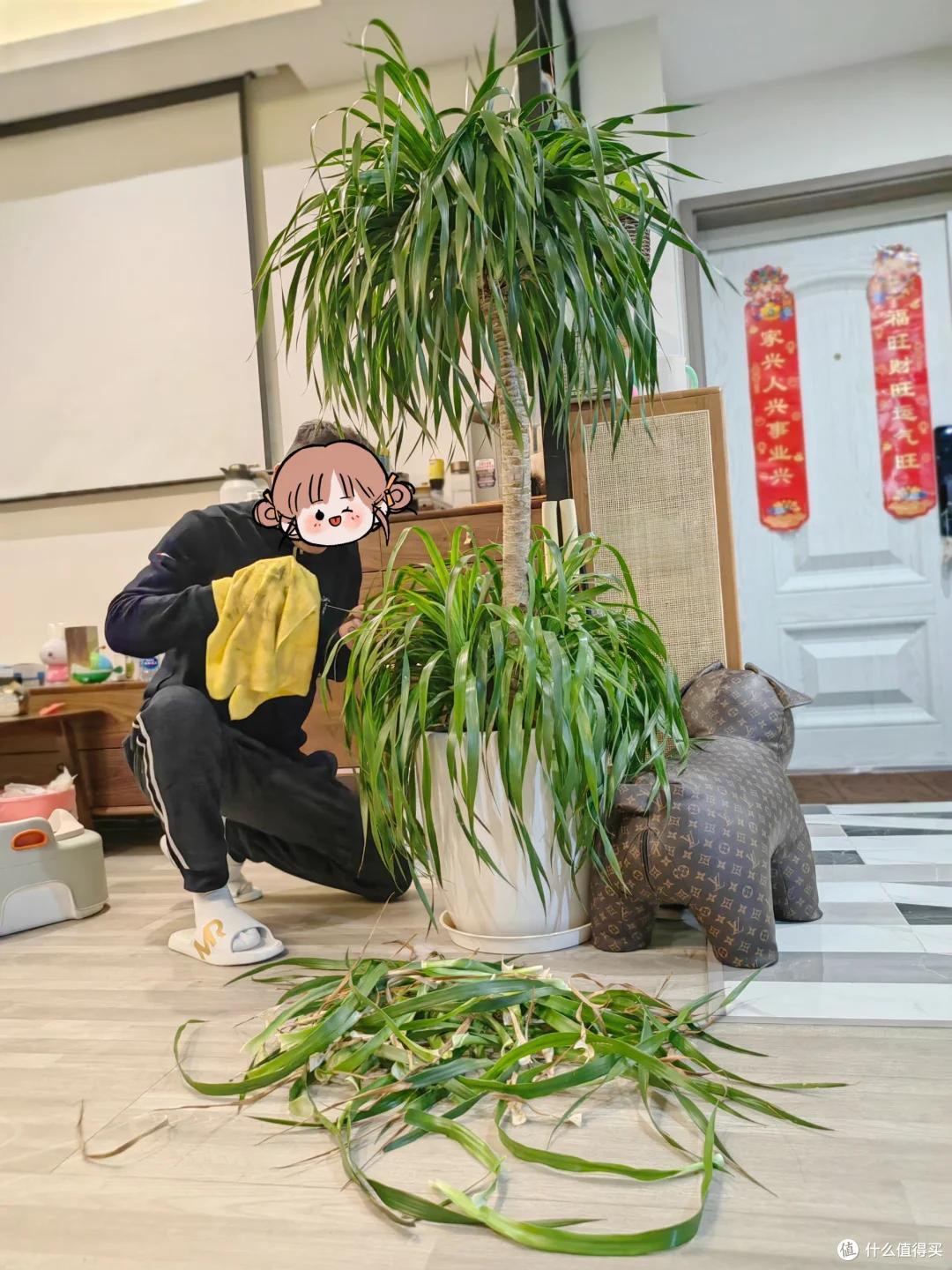 男子晒“养了7年的龙血树”,被咔嚓了,网友:何为手欠?这就是