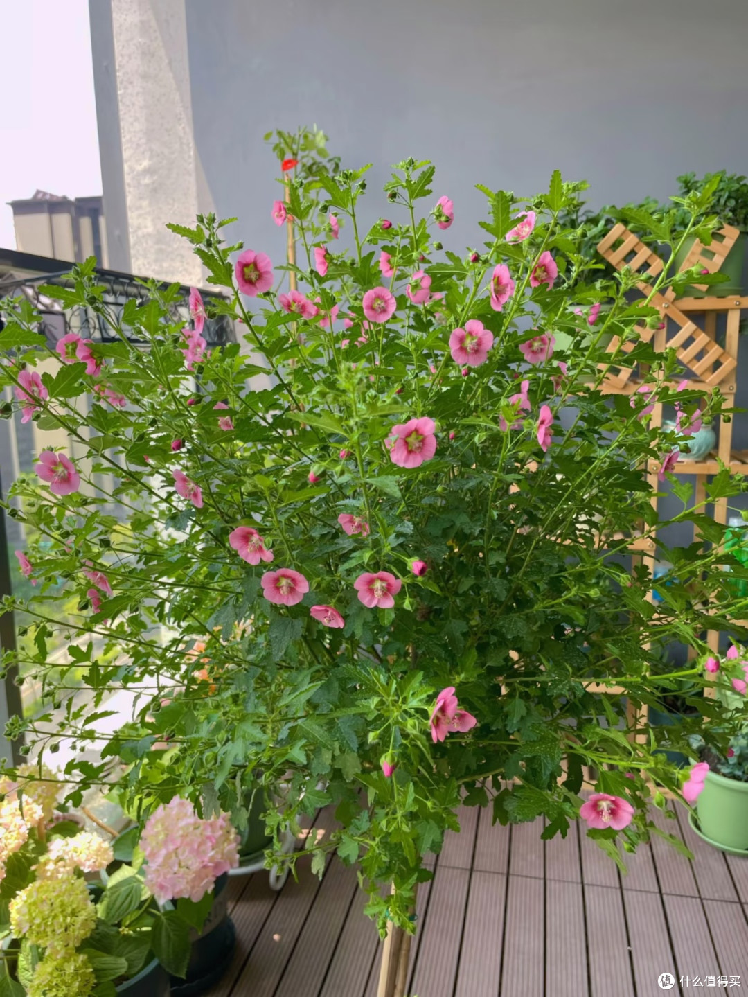 8㎡阳台花园:治愈系角落的打造与体验