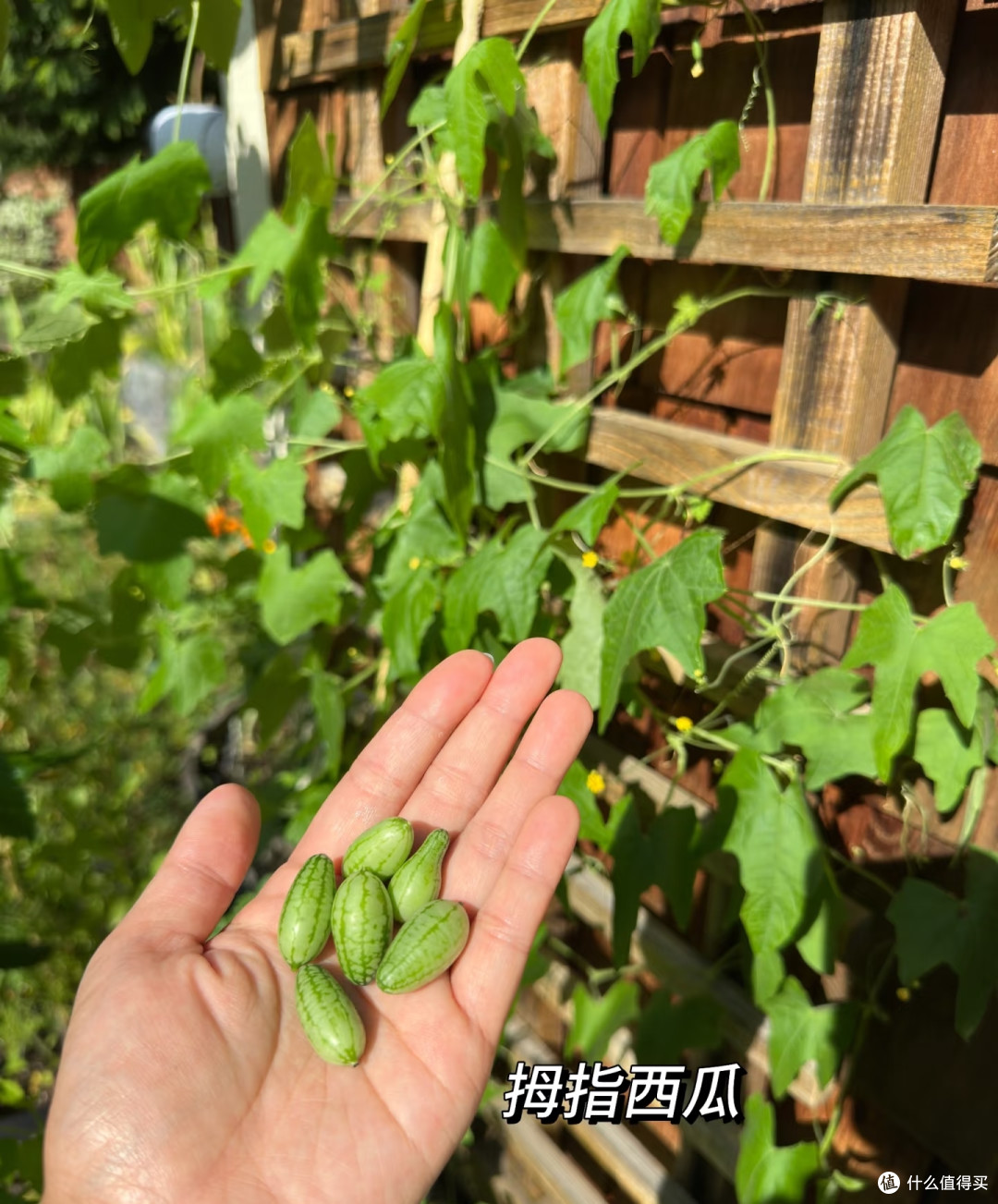 女子因“办公室西瓜”走红，小盆长大瓜，网友直呼：你真牛！