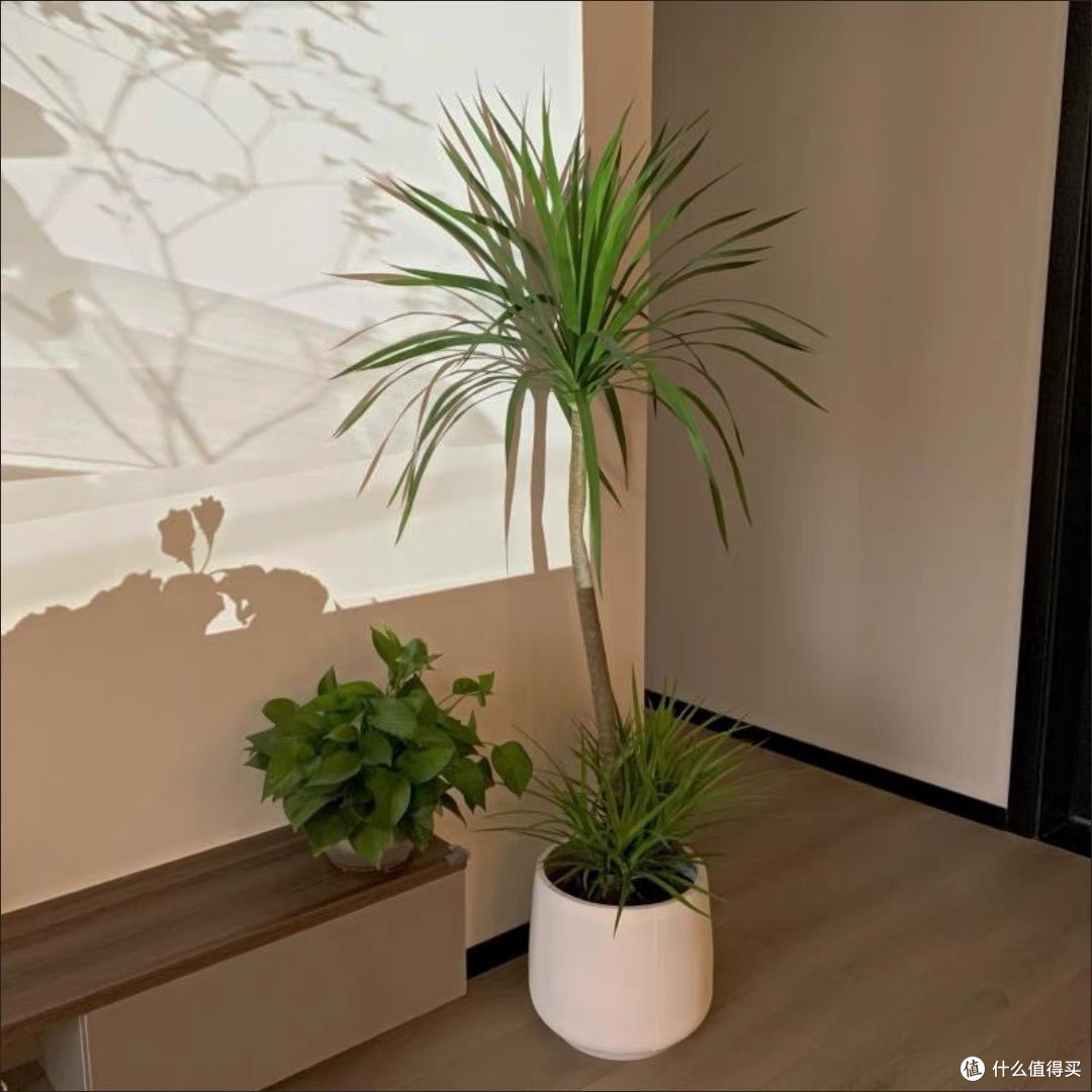 龙血树客厅绿植深度测评:三米龙须打造的呼吸美学