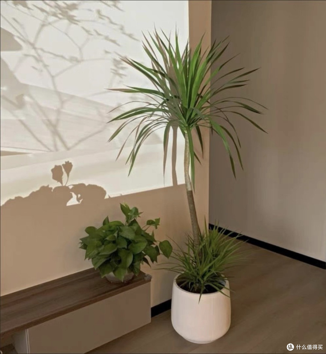 龙血树客厅绿植深度测评:三米龙须打造的呼吸美学