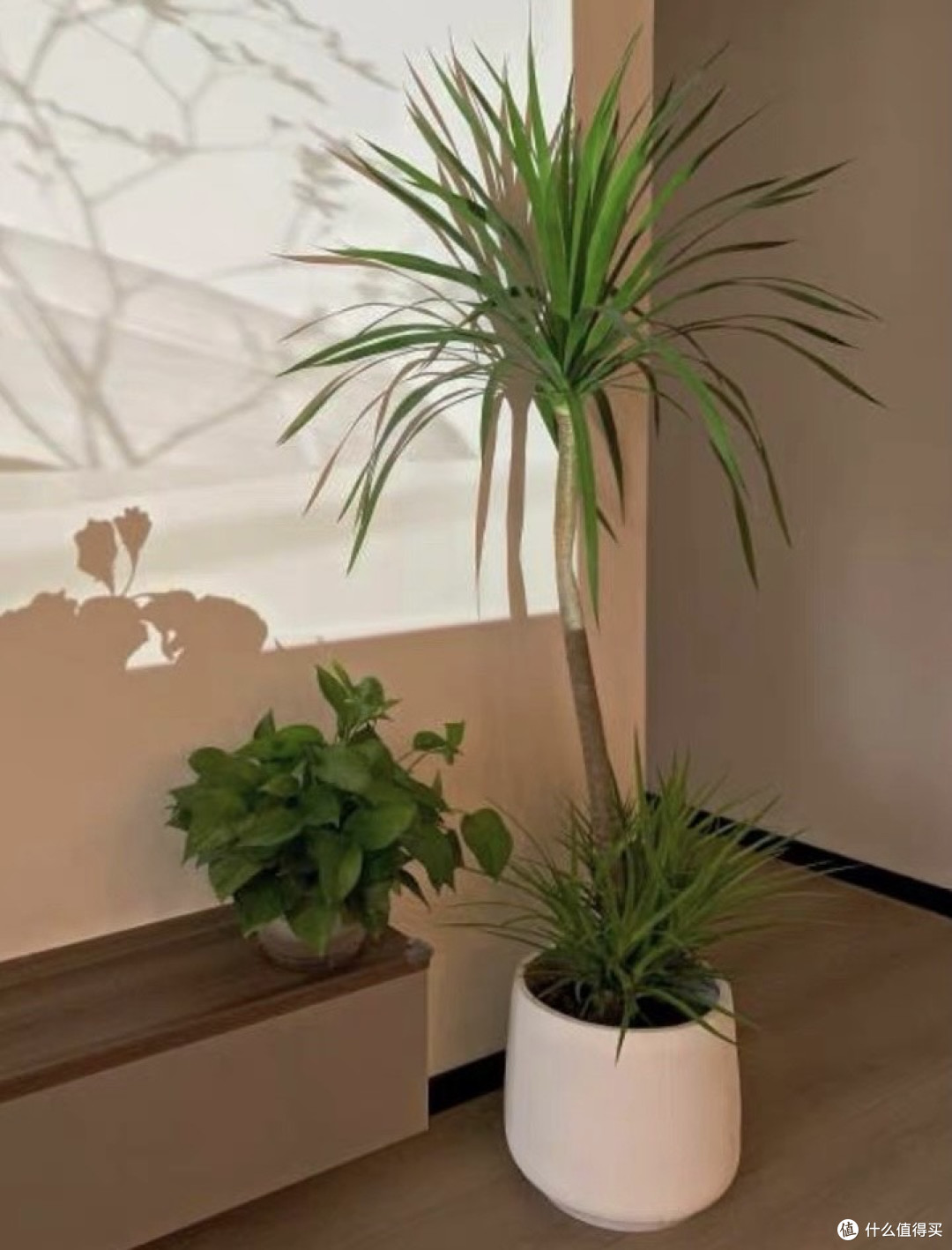 龙血树客厅绿植深度测评:三米龙须打造的呼吸美学