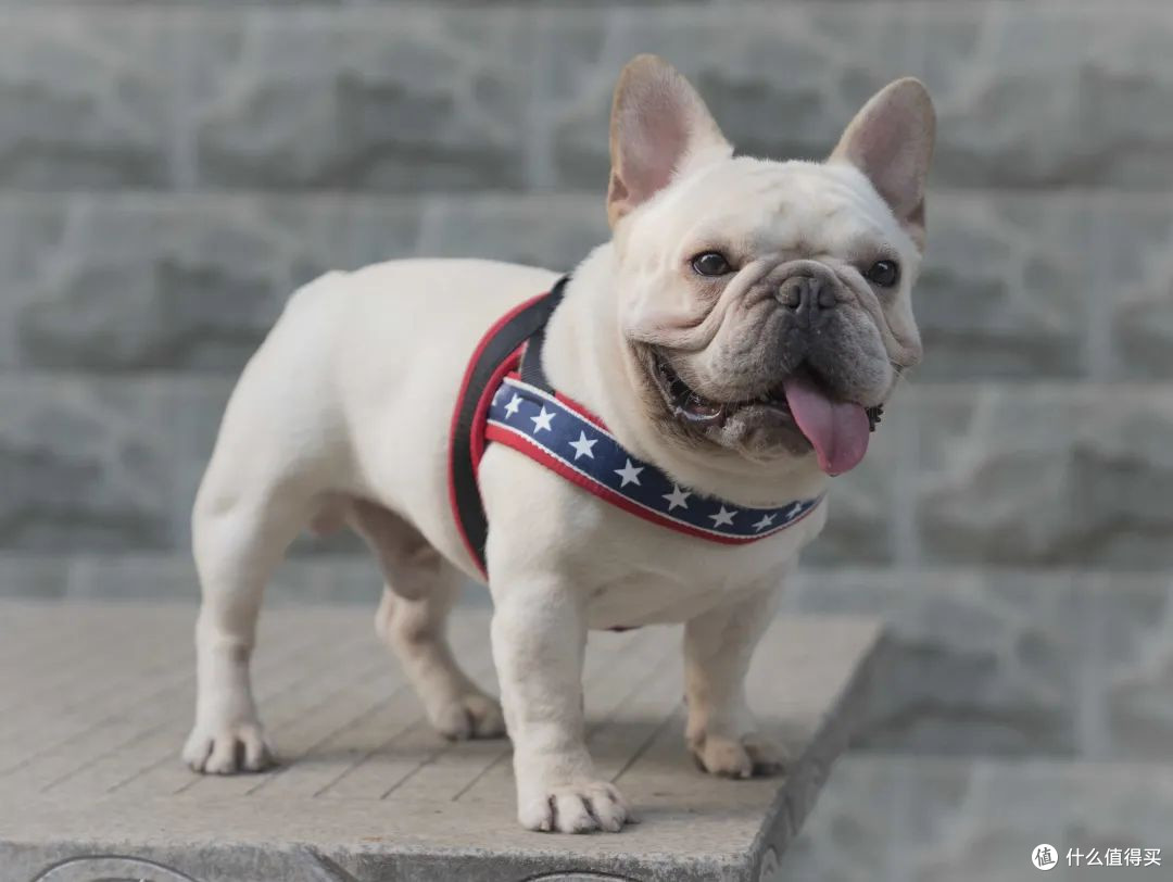 2025年小型犬狗粮什么品牌好?为你盘点5款口碑之选,养宠必看