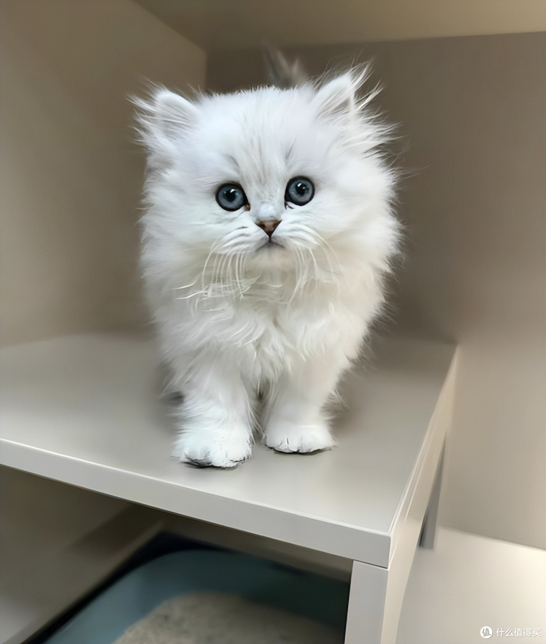 金吉拉吃什么猫粮好?金吉拉猫粮推荐