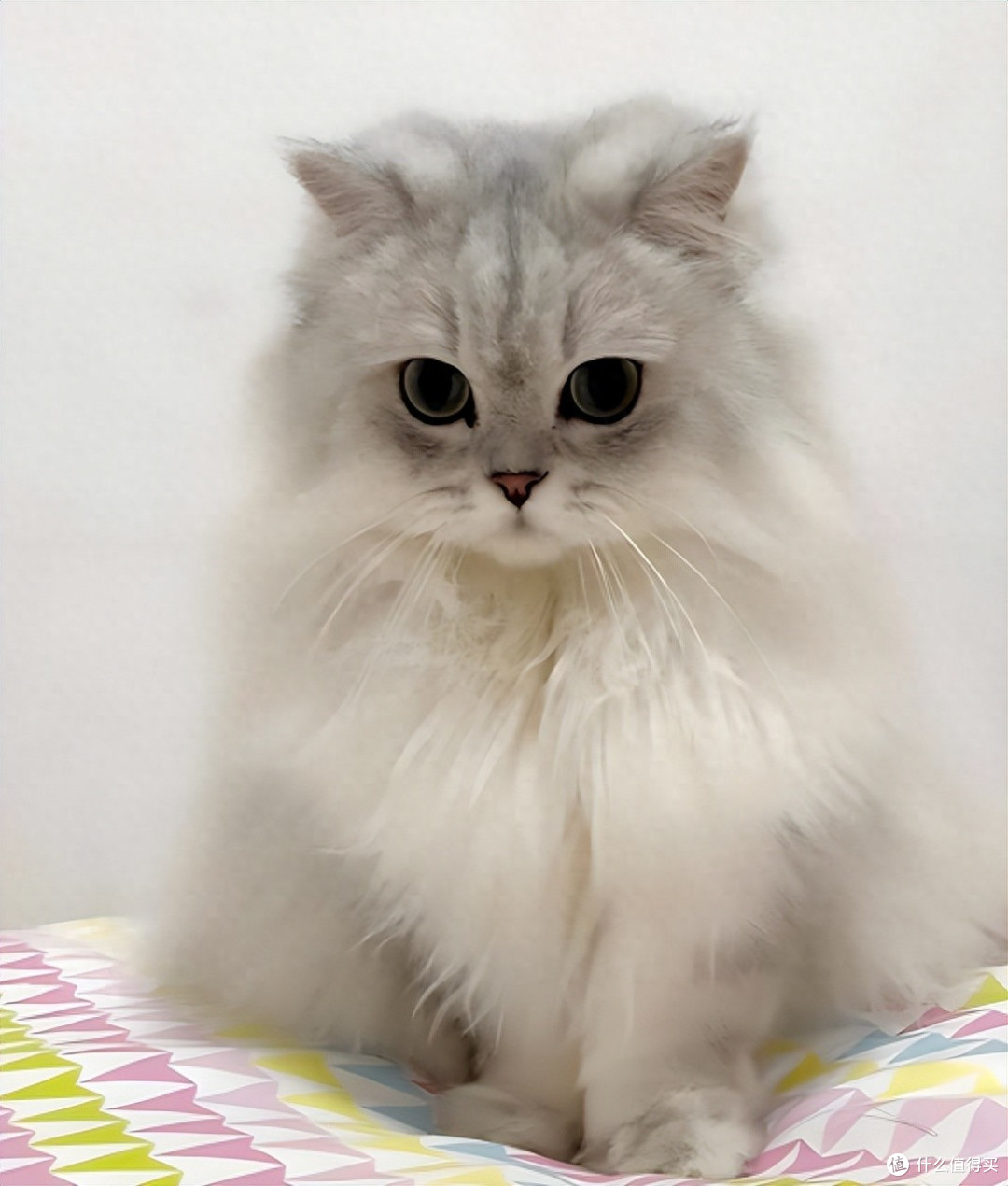 金吉拉吃什么猫粮好?金吉拉猫粮推荐