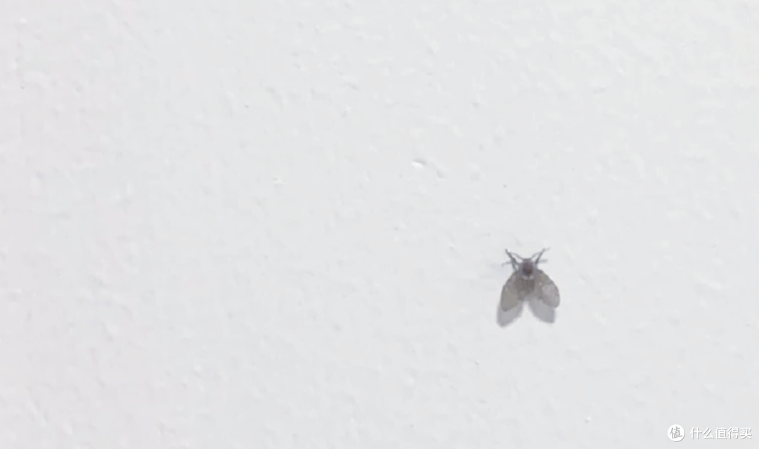 家里墙上那些黑点点,到底是啥玩意儿?原来我们一直想错了!