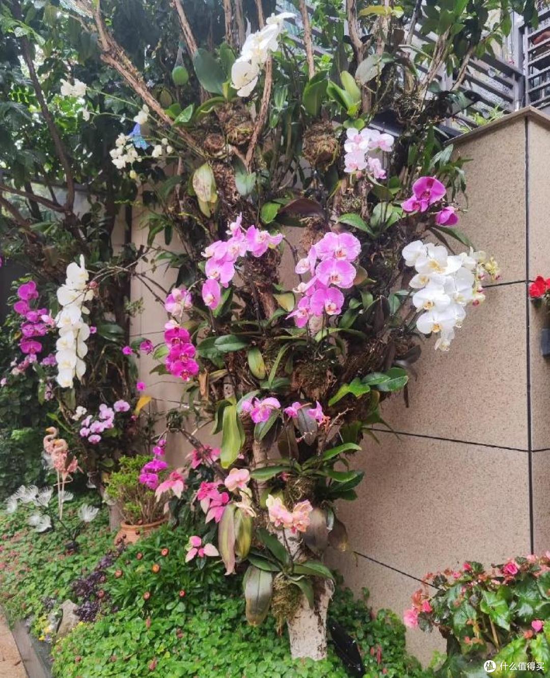 男子晒“遗弃的蝴蝶兰”,挂树上爆花了,网友:美得一塌糊涂~
