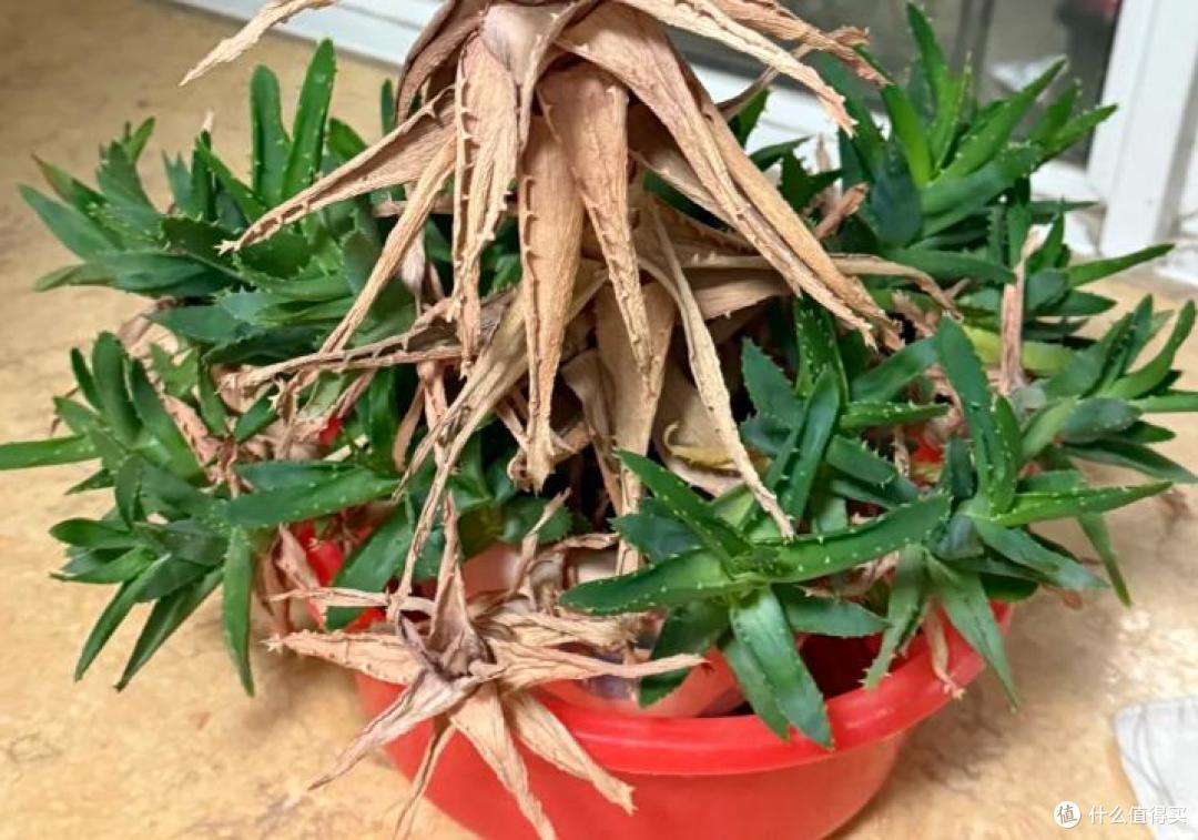 男子离家2年,家里的芦荟“爆炸了”?网友:为了活着,拼尽全力~