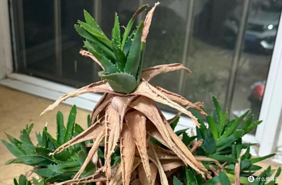 男子离家2年,家里的芦荟“爆炸了”?网友:为了活着,拼尽全力~