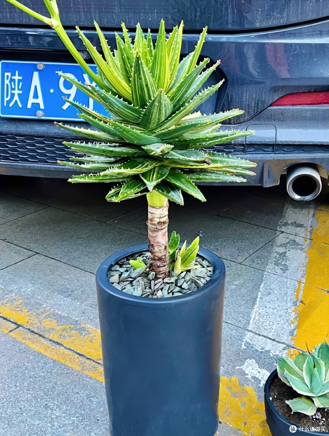 男子离家2年,家里的芦荟“爆炸了”?网友:为了活着,拼尽全力~