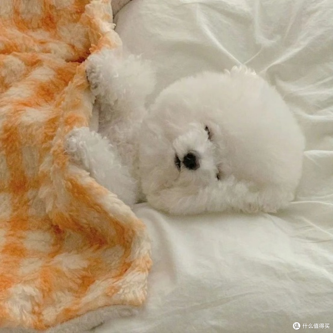 帮助小型犬长肉吃什么狗粮?推荐5款,长肉效果佳又护胃!