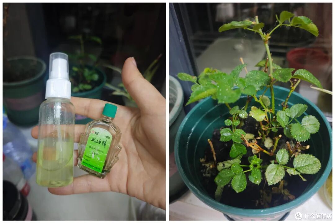 被风油精的“神仙用法”圈粉了!换个方式后,立马成了生活小能手