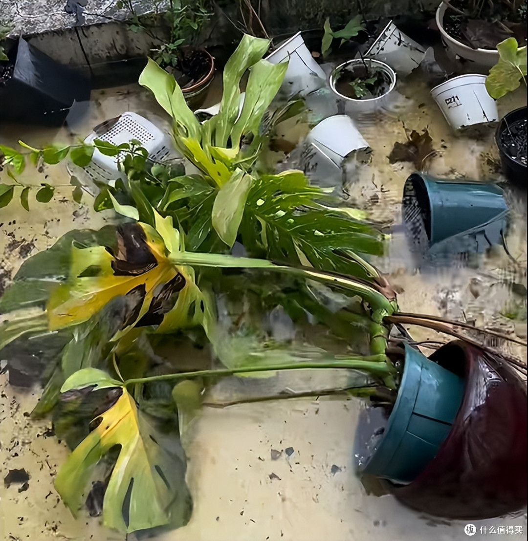 男子晒“台风后,养的花一片狼藉”,网友:龙王为你浇花,绝对旺