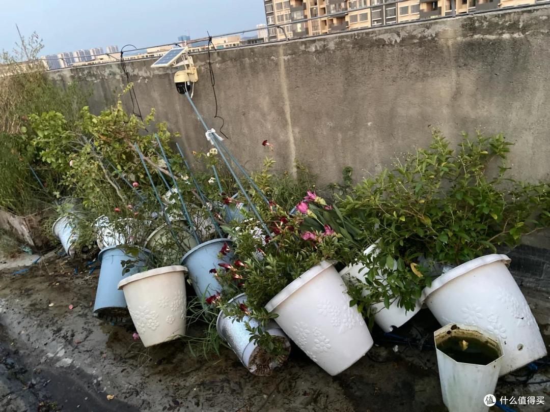 男子晒“台风后,养的花一片狼藉”,网友:龙王为你浇花,绝对旺