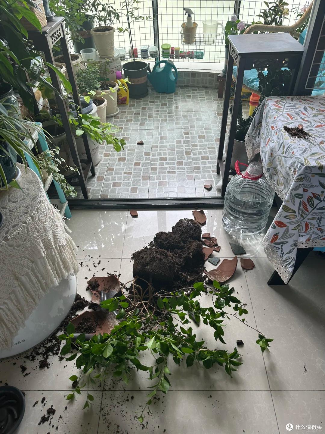 男子晒“台风后,养的花一片狼藉”,网友:龙王为你浇花,绝对旺