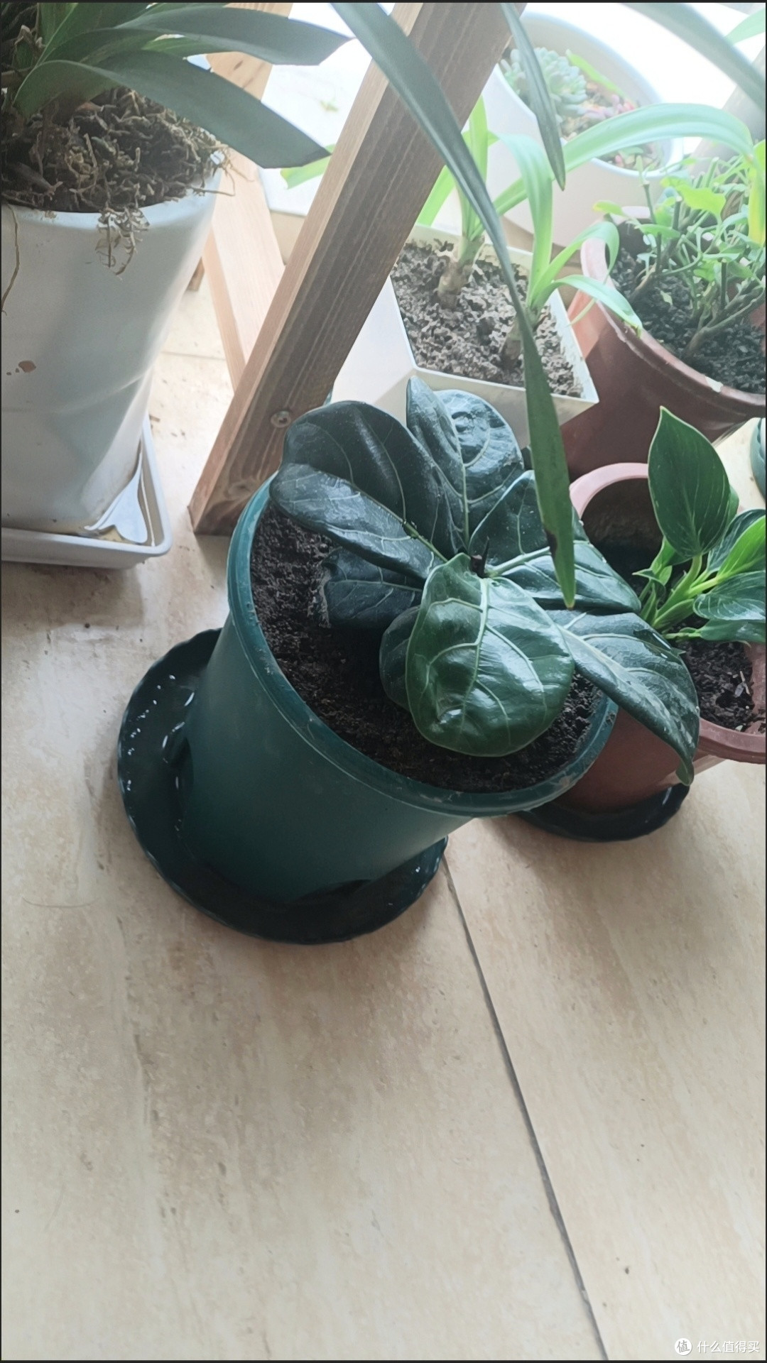 琴叶榕：打造居家格调的绿色精灵