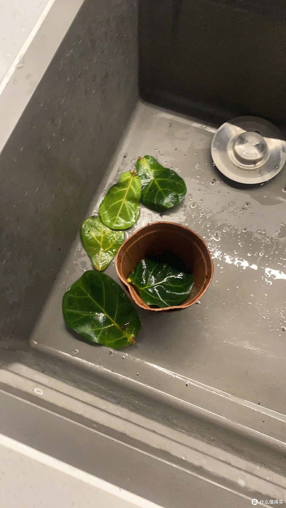 琴叶榕：打造居家格调的绿色精灵