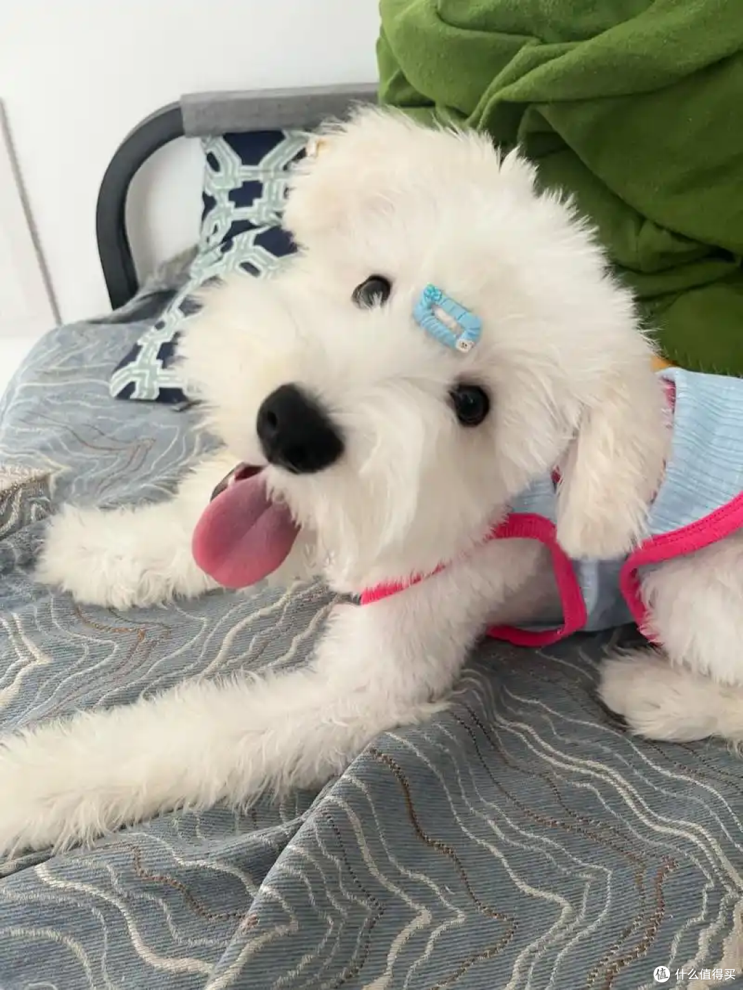 狗狗绝育后要注意什么?该怎么照顾好它?