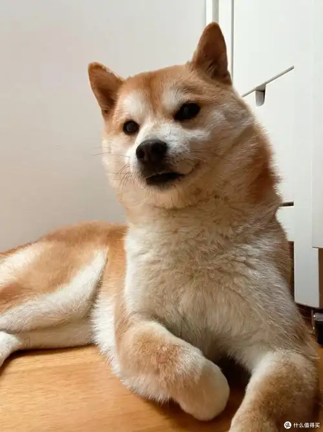 狗狗绝育后要注意什么?该怎么照顾好它?