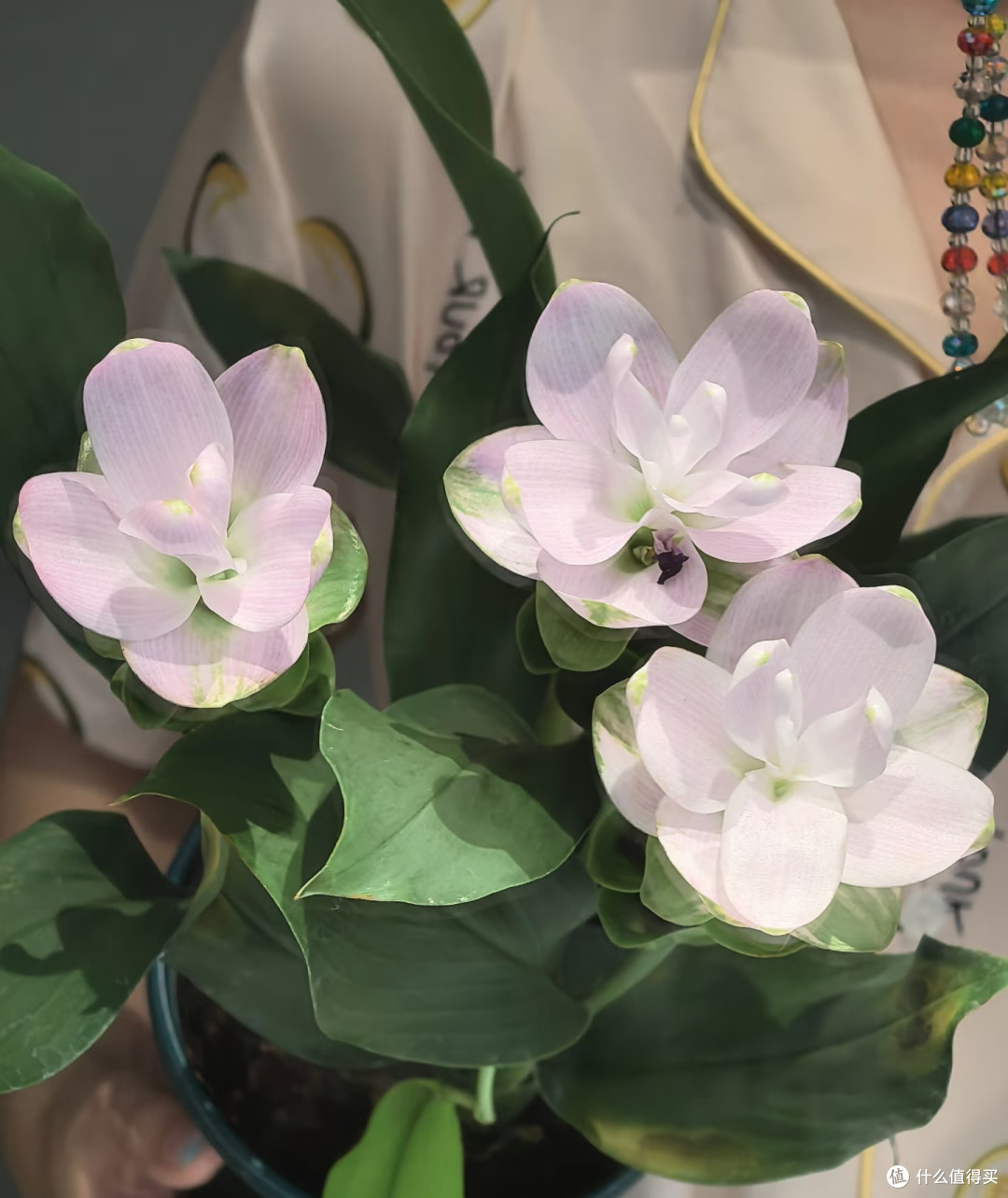 阿姨因“姜荷花太仙”引围观,1棵开3大朵,网友:牛,咋养的?