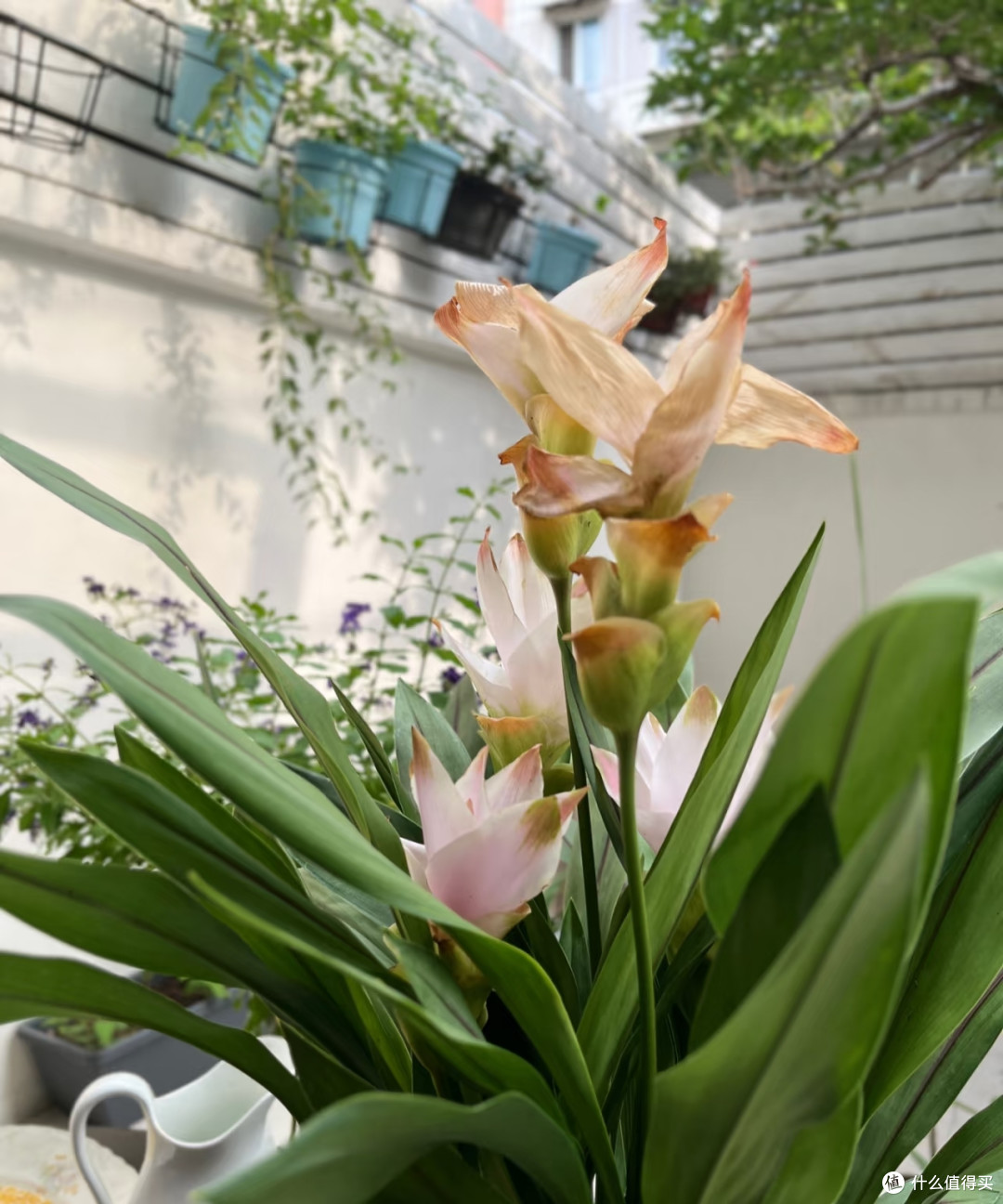 阿姨因“姜荷花太仙”引围观,1棵开3大朵,网友:牛,咋养的?