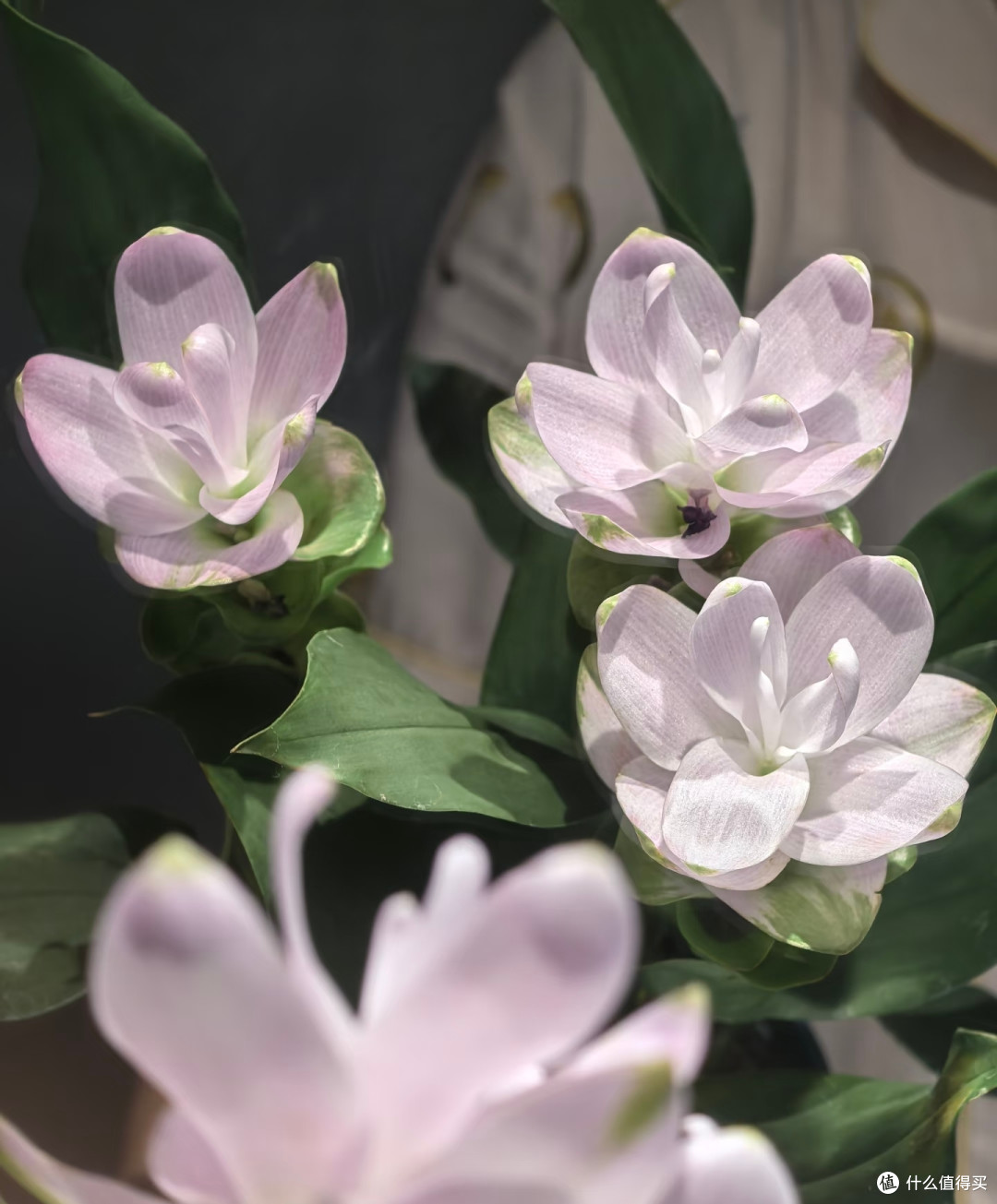 阿姨因“姜荷花太仙”引围观,1棵开3大朵,网友:牛,咋养的?