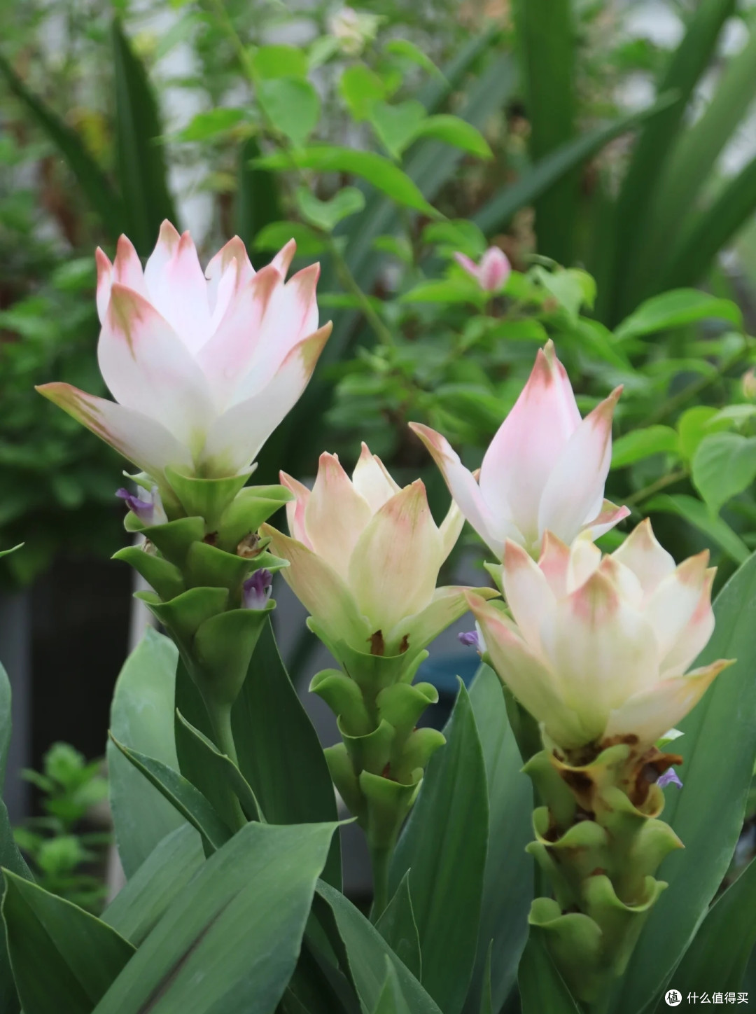 阿姨因“姜荷花太仙”引围观,1棵开3大朵,网友:牛,咋养的?