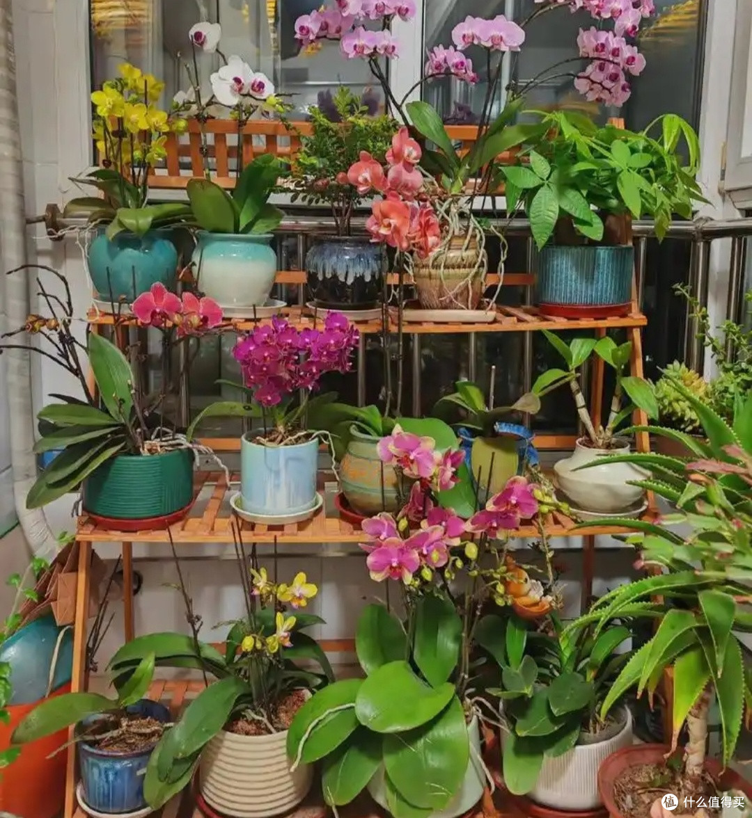 绿意书架：室内植物布置指南