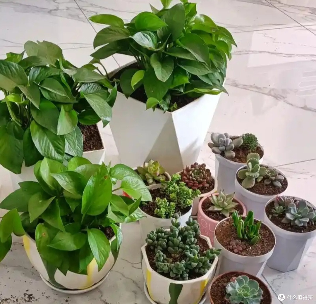 绿意书架：室内植物布置指南