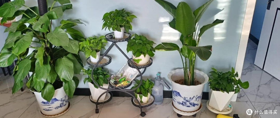 绿意书架：室内植物布置指南