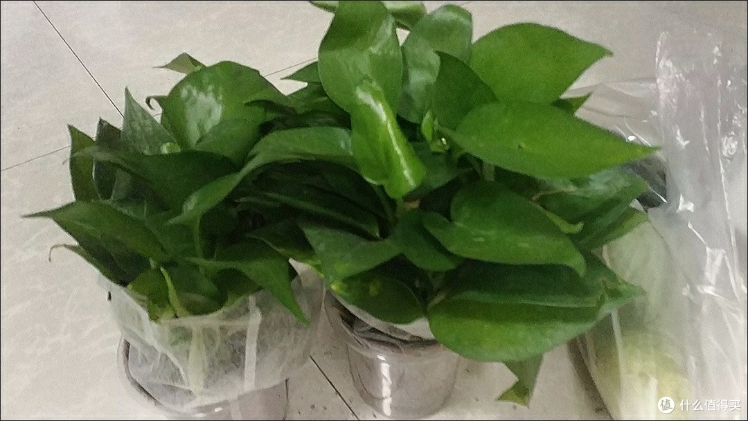 绿萝:家居里的清新魔法师
