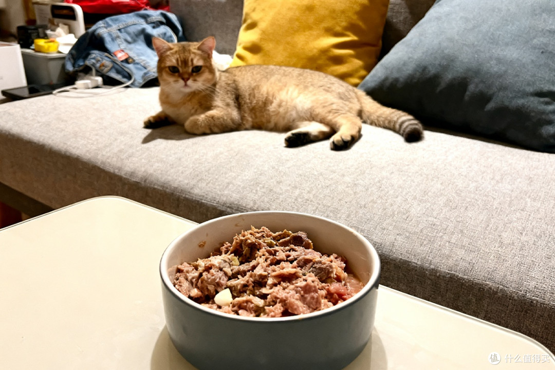 宠物料理机什么牌子好?一篇文章带你看懂2025爆款宠物鲜食料理机
