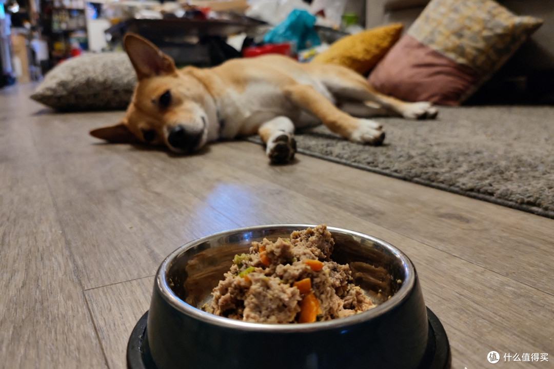 哪款牌子宠物料理机好？别再踩坑了！养宠家庭真实避坑经验