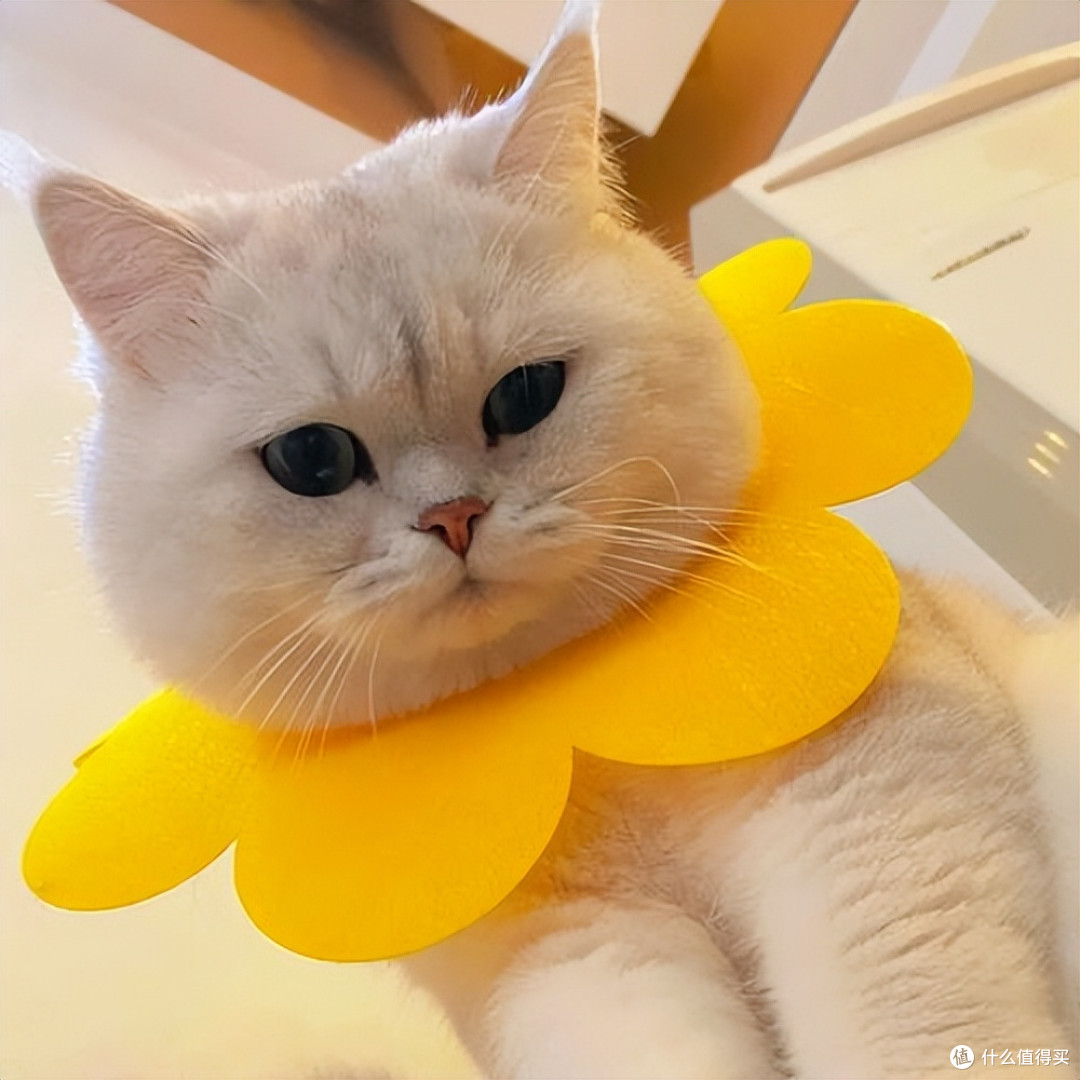 猫咪毛发褪色，毛发差吃什么猫粮好？2025美毛猫粮推荐！