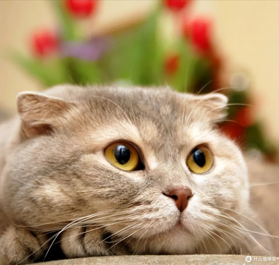 猫咪毛发褪色，毛发差吃什么猫粮好？2025美毛猫粮推荐！