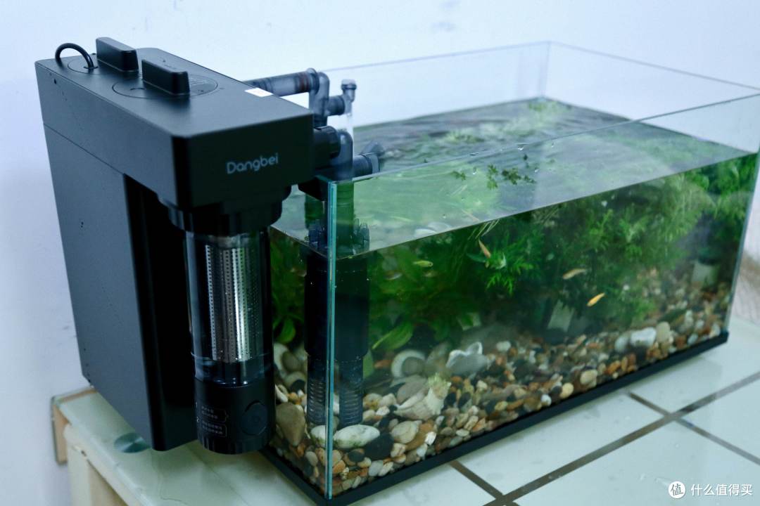 养鱼小白的福音当贝鱼缸过滤器N1 700体验:轻松开启养鱼治愈之旅