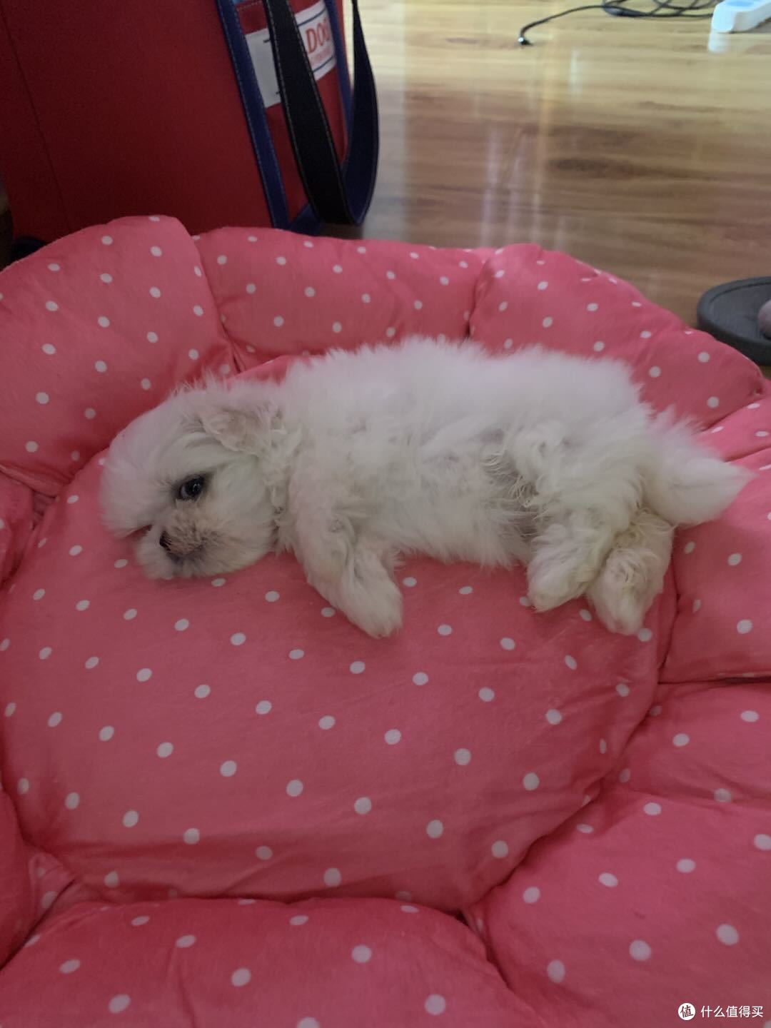 两个月小鼻嘎，低血糖状态吓死人