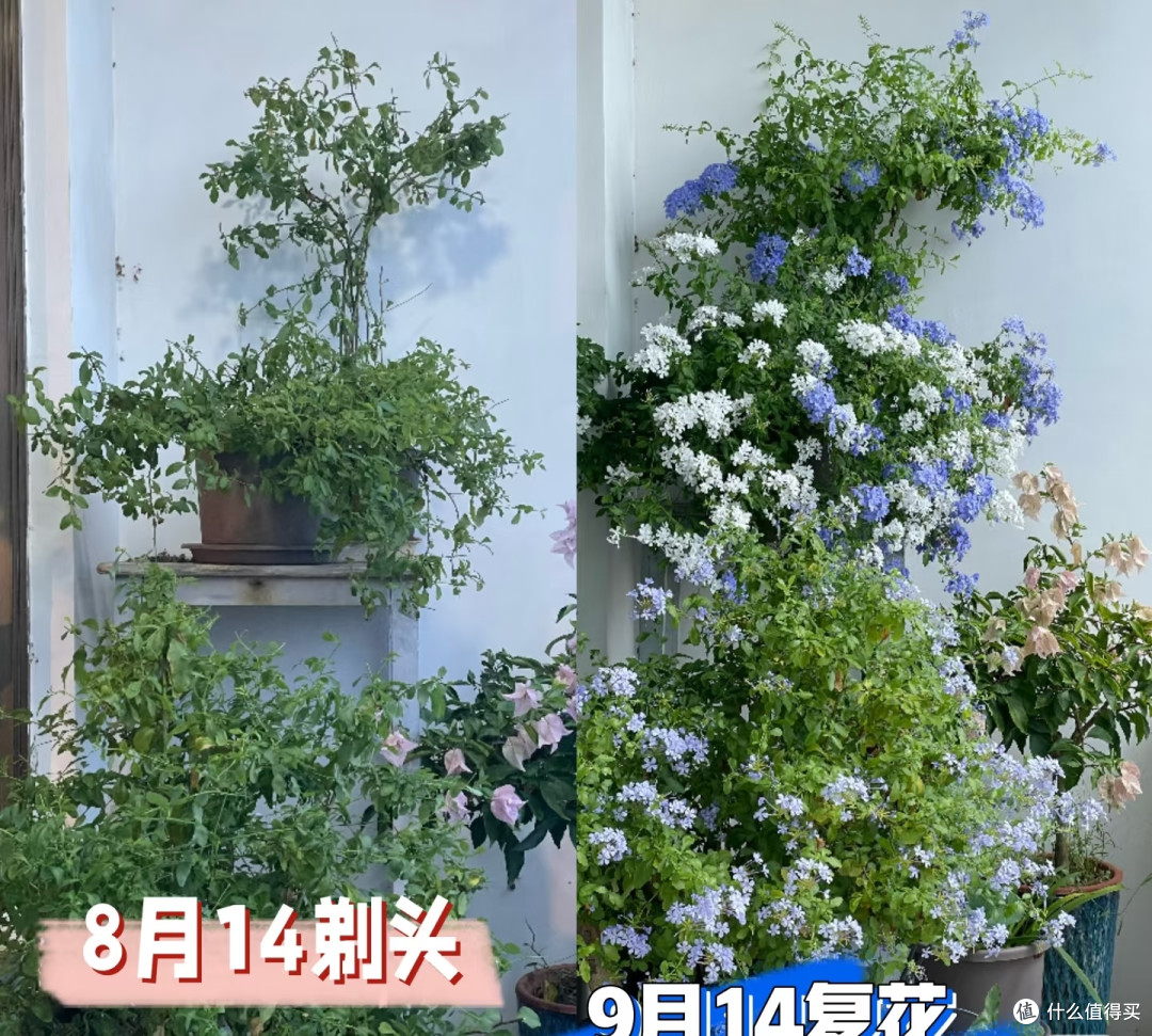 女子阳台“多色雪花”,修剪30天再次爆花,网友:蓝天白云真美!