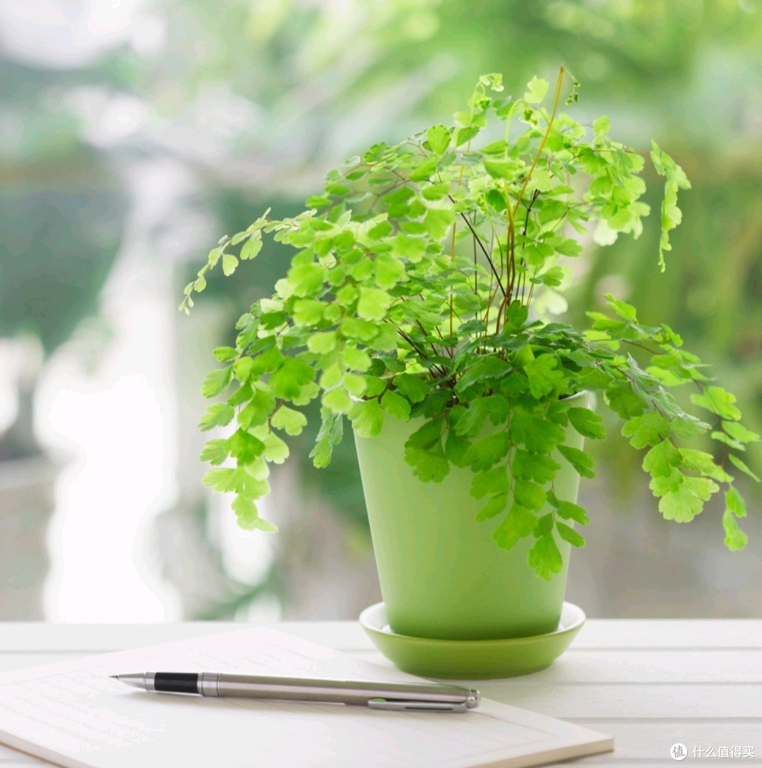 绿意盎然的居家氧吧：植物墙与空气净化器结合，打造健康呼吸环境