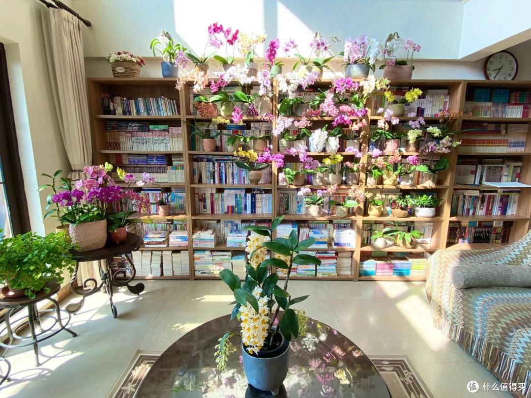 女子晒“蝴蝶兰客厅”,美得目眩神迷,网友:你搬出去,我来住