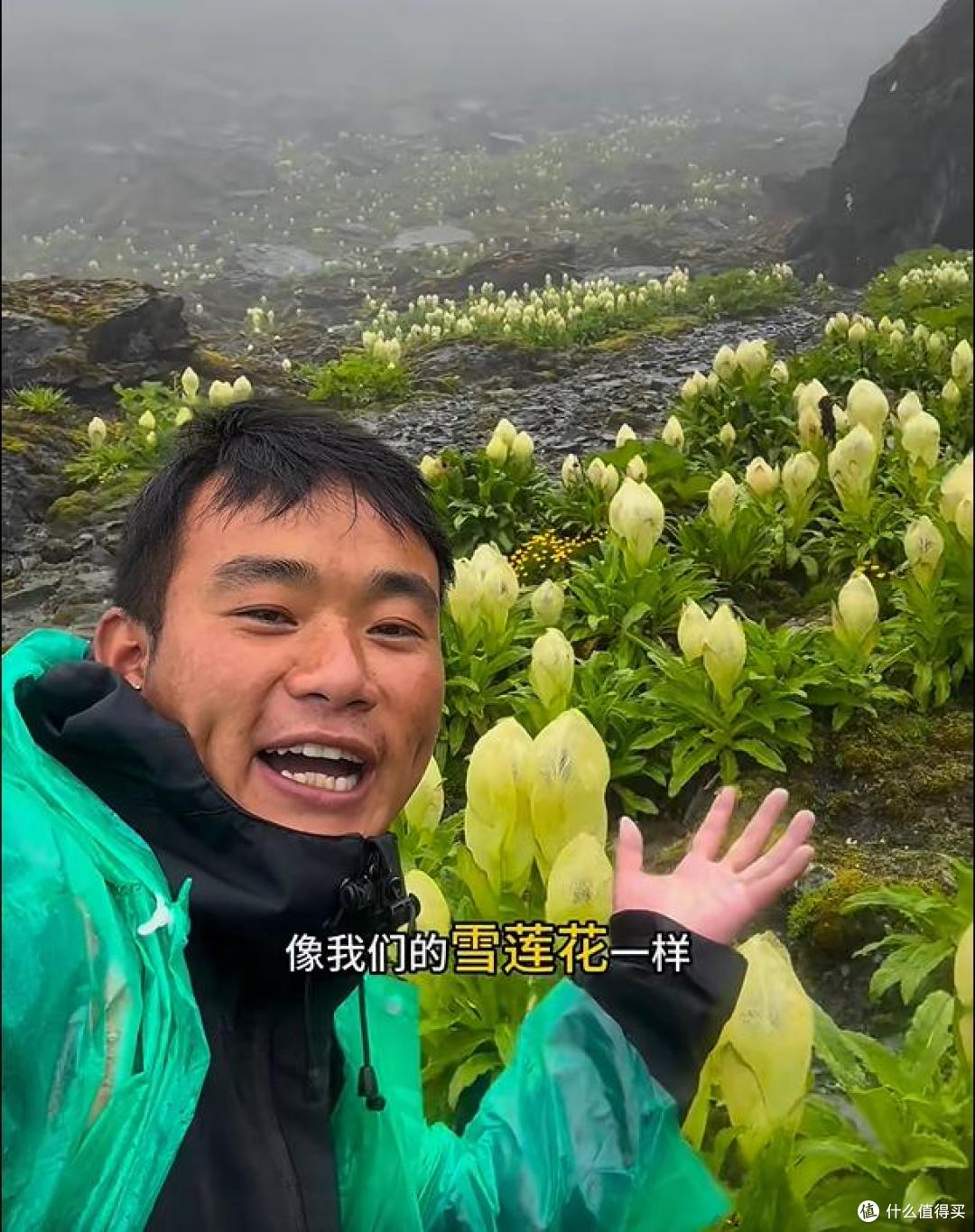 男子晒“喜马拉雅山脉的雪莲花”，长于海拔4800米处，太震撼了~