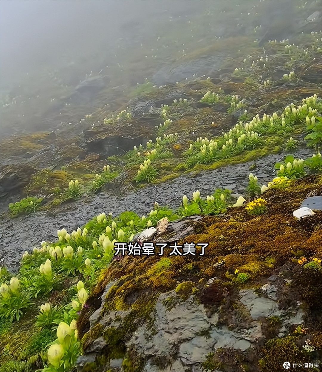 男子晒“喜马拉雅山脉的雪莲花”，长于海拔4800米处，太震撼了~