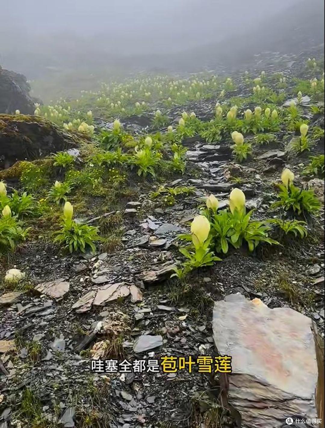 男子晒“喜马拉雅山脉的雪莲花”，长于海拔4800米处，太震撼了~