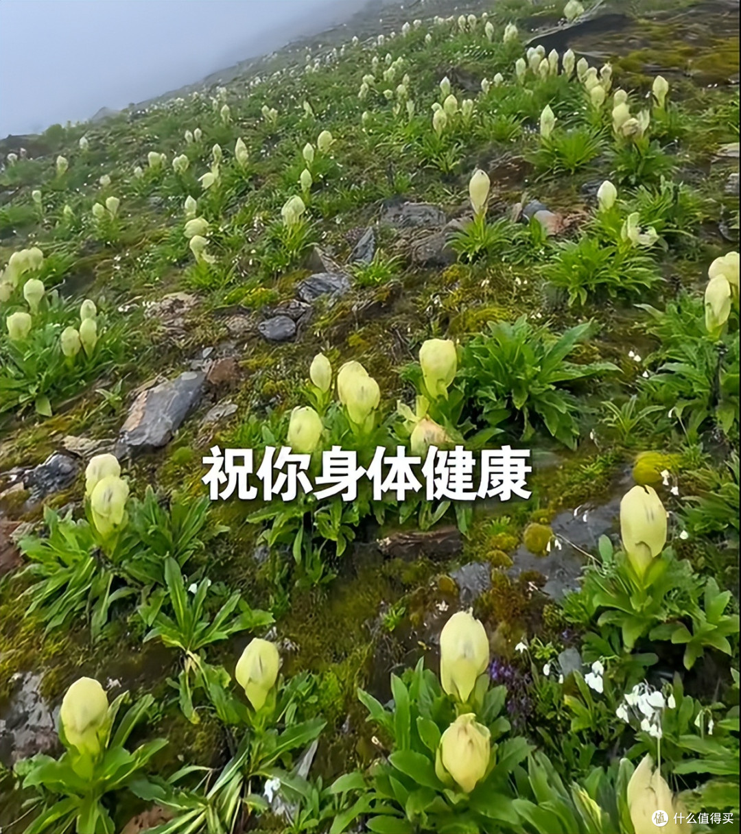 男子晒“喜马拉雅山脉的雪莲花”，长于海拔4800米处，太震撼了~