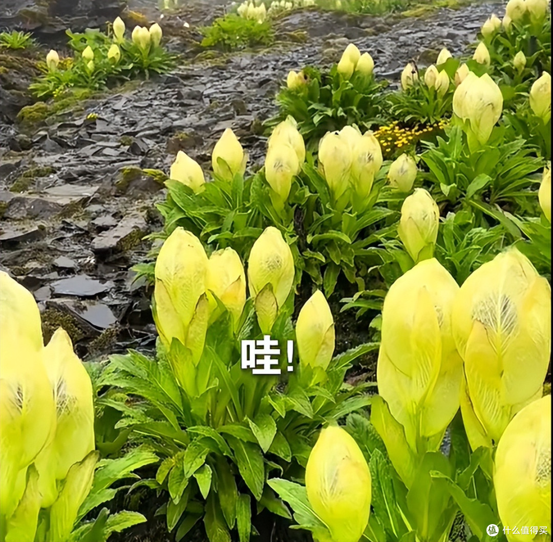 男子晒“喜马拉雅山脉的雪莲花”，长于海拔4800米处，太震撼了~