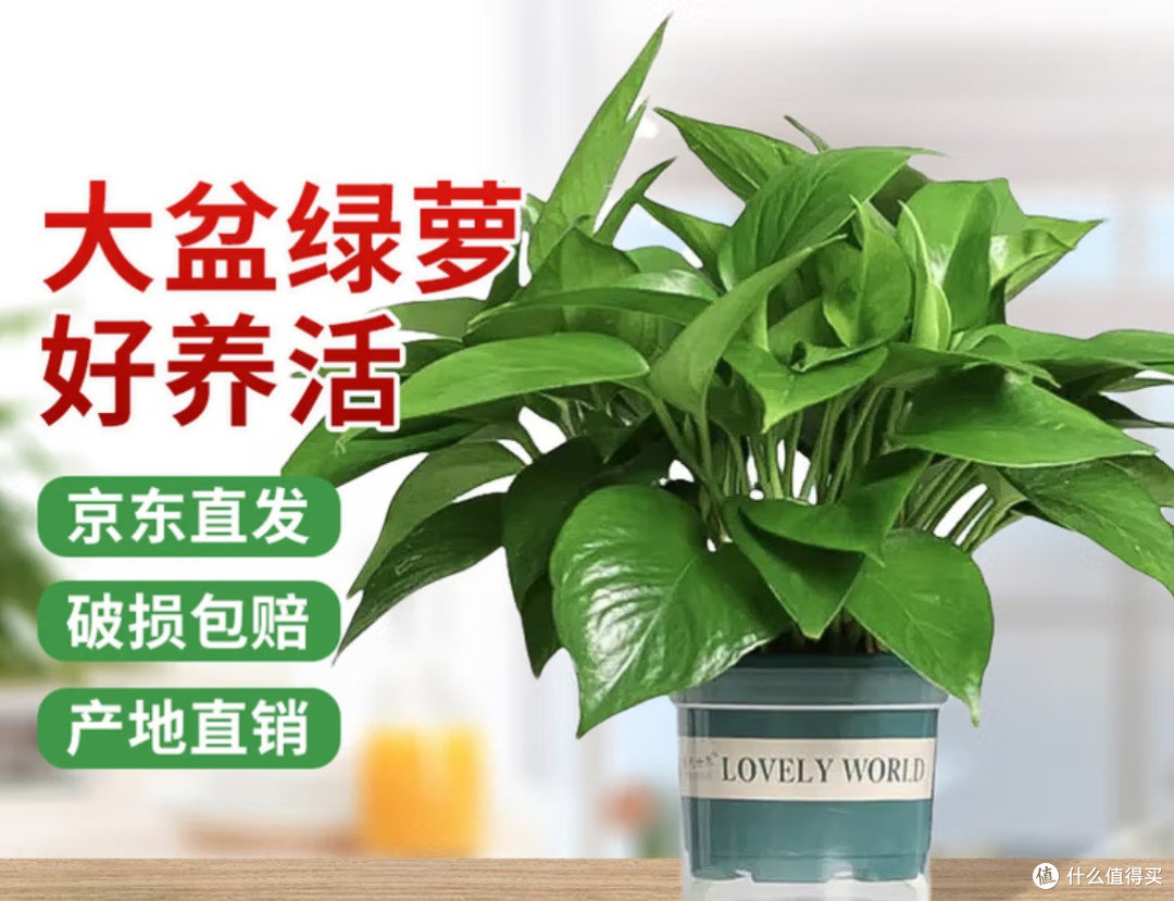 几盆绿萝，把“闷空间”改成会呼吸的角落